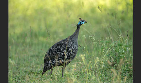 Helmperlhuhn (Numida meleagris)