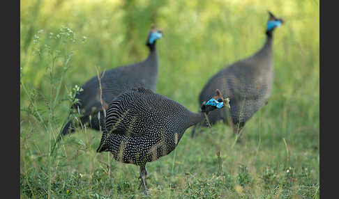 Helmperlhuhn (Numida meleagris)