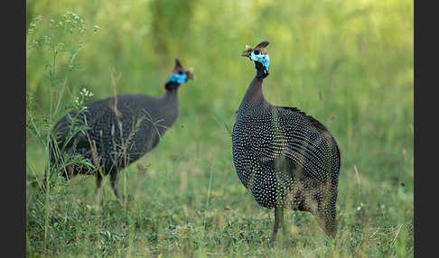 Helmperlhuhn (Numida meleagris)