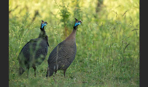 Helmperlhuhn (Numida meleagris)