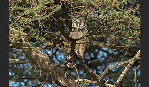 Blaßuhu (Bubo lacteus)