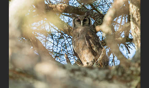 Blaßuhu (Bubo lacteus)