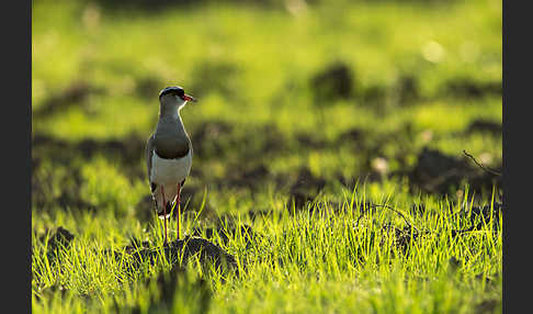 Kronenkiebitz (Vanellus coronatus)