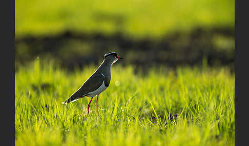 Kronenkiebitz (Vanellus coronatus)