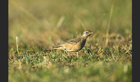 Zimtspornpieper (Anthus cinnamomeus)