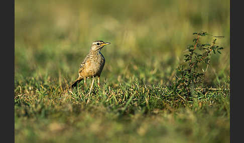 Zimtspornpieper (Anthus cinnamomeus)