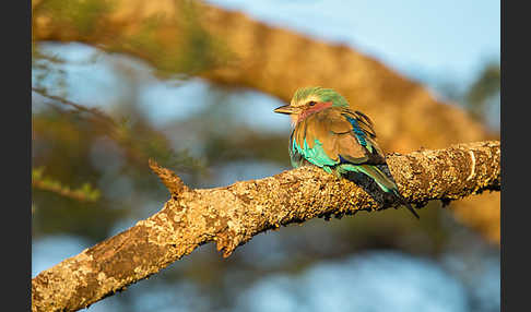 Senegalracke (Coracias abyssinicus)