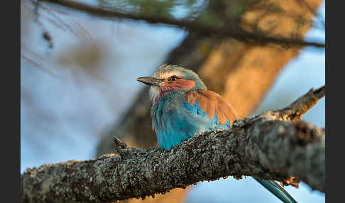 Senegalracke (Coracias abyssinicus)