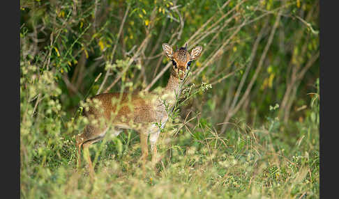 Dikdik (Madoqua spec.)