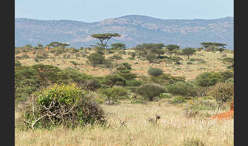 Aethiopien (Ethiopia)