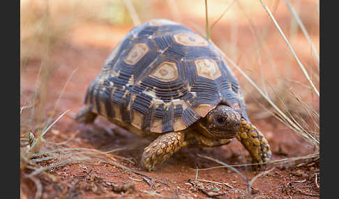 Pantherschildkröte (Stigmochelys pardalis)