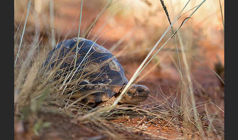 Pantherschildkröte (Stigmochelys pardalis)