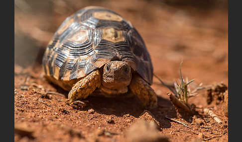 Pantherschildkröte (Stigmochelys pardalis)