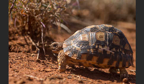 Pantherschildkröte (Stigmochelys pardalis)