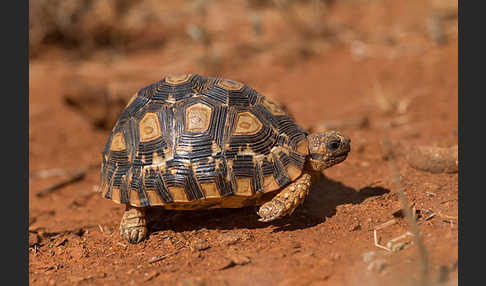 Pantherschildkröte (Stigmochelys pardalis)