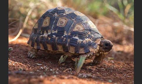 Pantherschildkröte (Stigmochelys pardalis)