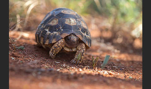 Pantherschildkröte (Stigmochelys pardalis)