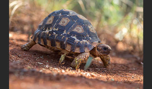 Pantherschildkröte (Stigmochelys pardalis)