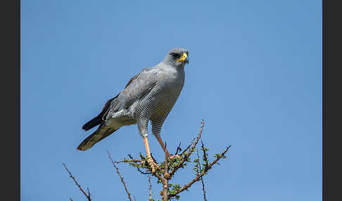 Weißbürzel-Singhabicht (Melierax poliopterus)