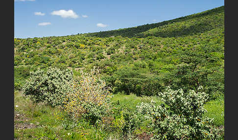 Aethiopien (Ethiopia)