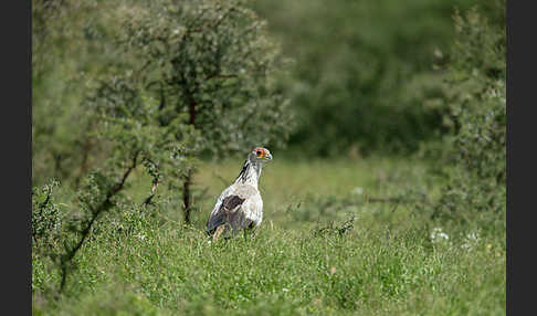 Sekretär (Sagittarius serpentarius)