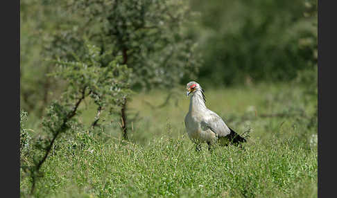 Sekretär (Sagittarius serpentarius)