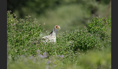 Sekretär (Sagittarius serpentarius)