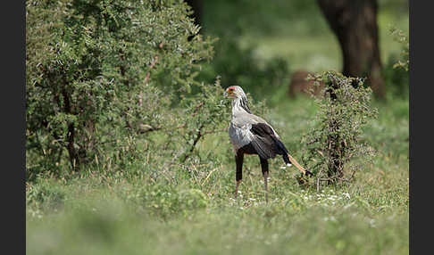 Sekretär (Sagittarius serpentarius)