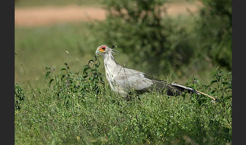 Sekretär (Sagittarius serpentarius)