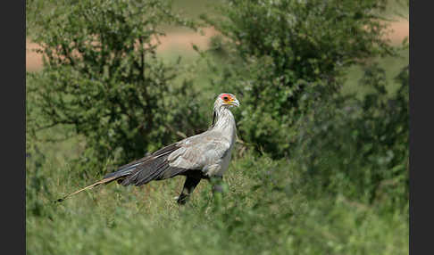 Sekretär (Sagittarius serpentarius)