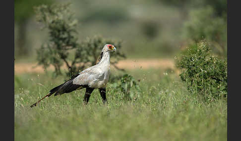 Sekretär (Sagittarius serpentarius)