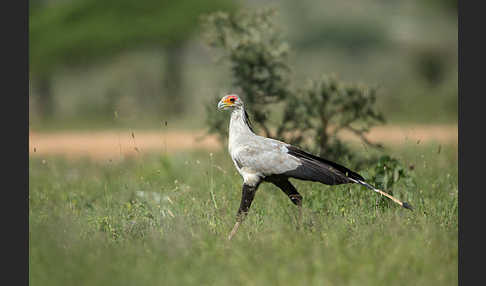 Sekretär (Sagittarius serpentarius)