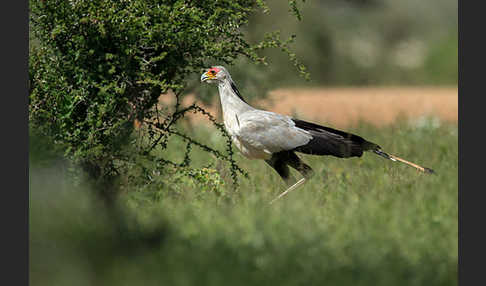 Sekretär (Sagittarius serpentarius)