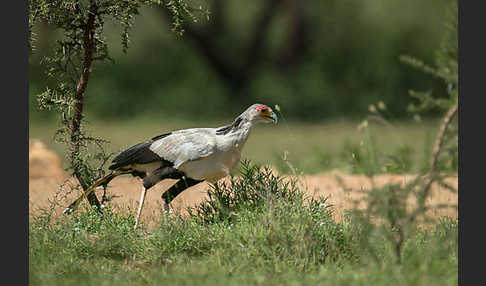 Sekretär (Sagittarius serpentarius)