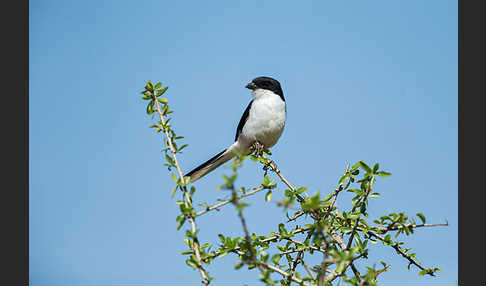 Somaliwürger (Lanius somalicus)