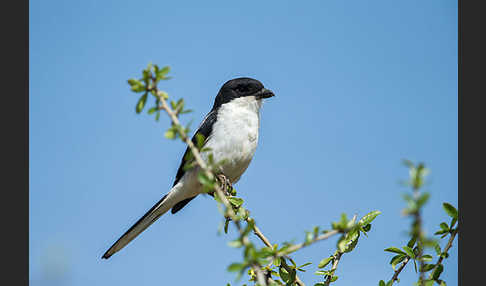 Somaliwürger (Lanius somalicus)