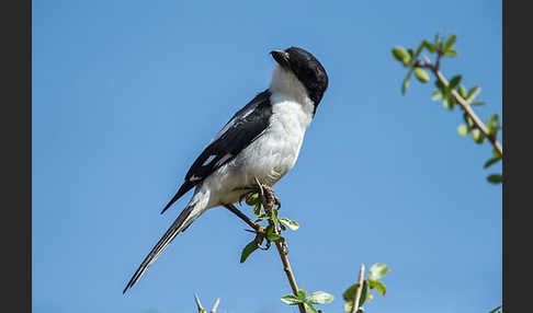 Somaliwürger (Lanius somalicus)