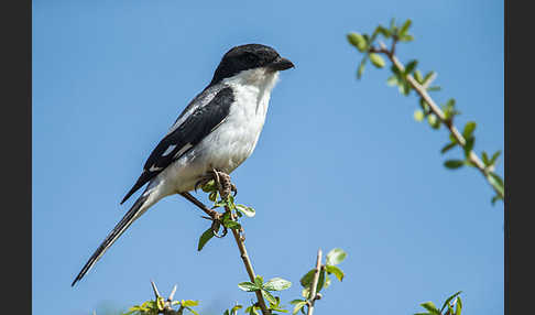 Somaliwürger (Lanius somalicus)