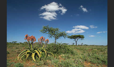 Aethiopien (Ethiopia)