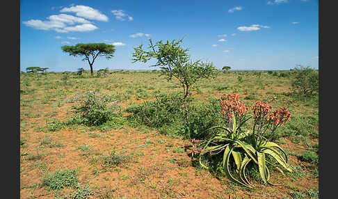 Aethiopien (Ethiopia)