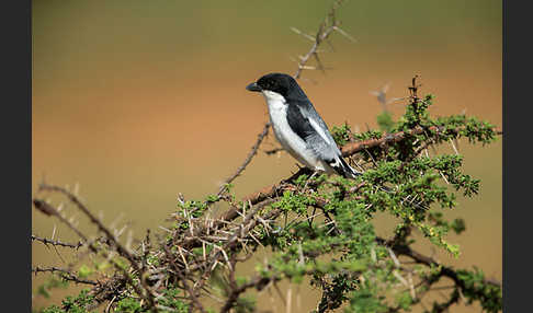 Somaliwürger (Lanius somalicus)