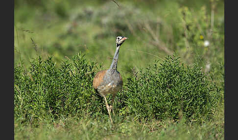 Senegaltrappe (Eupodotis senegalensis)