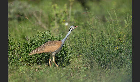 Senegaltrappe (Eupodotis senegalensis)