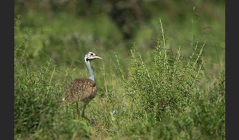 Senegaltrappe (Eupodotis senegalensis)