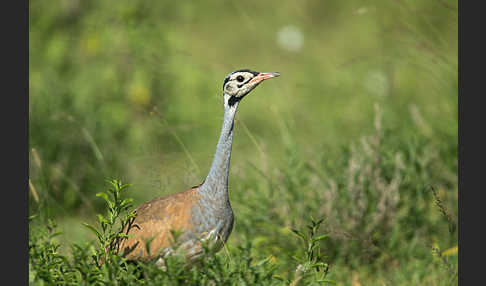 Senegaltrappe (Eupodotis senegalensis)