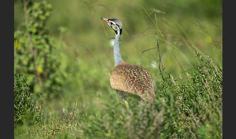 Senegaltrappe (Eupodotis senegalensis)