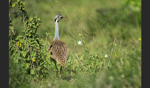 Senegaltrappe (Eupodotis senegalensis)