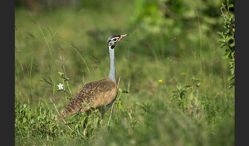 Senegaltrappe (Eupodotis senegalensis)