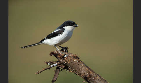 Somaliwürger (Lanius somalicus)