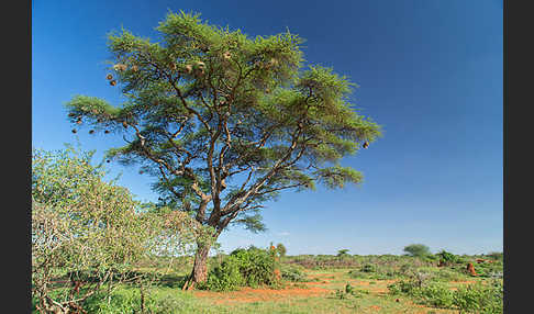 Aethiopien (Ethiopia)